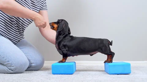 Dachshund dog training with treats on yoga blocks at home Stock Footage 344772353