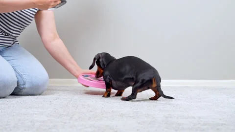 Dachshund dog using an interactive puzzle feeder toy indoors Vídeos de archivo 341075181