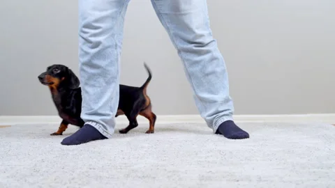 Dachshund dog weaving between owner legs during home training Видео 341123251