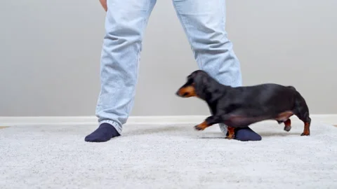 Dachshund dog weaving between owner legs during training at home Stock Footage 344772338