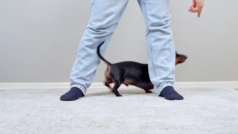 Dachshund dog weaving between owners legs during home training Stock Footage 341297897