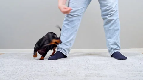 Dachshund dog weaving between owners legs during home training Stock Footage 343900549