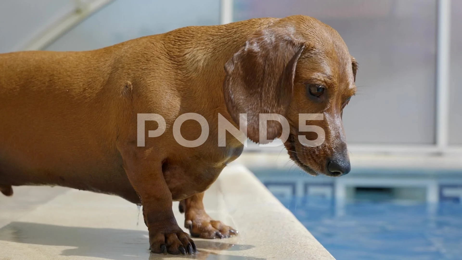 Wet dachshund best sale