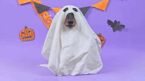 Dachshund dog in a white sheet ghost costume sitting still in a purple studio Видео 347183045