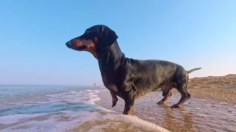 Dachshund enjoying beach waves Stock Footage 285358937