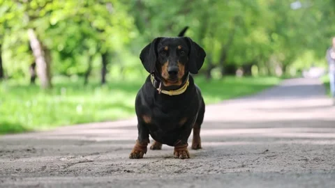 Dachshund enjoying spring in the park, barking joyfully under the sun. Stock Footage 298226583