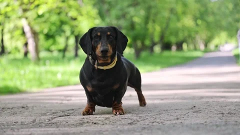Dachshund enjoying spring in the park, barking joyfully under the sun. Stock Footage 304618176