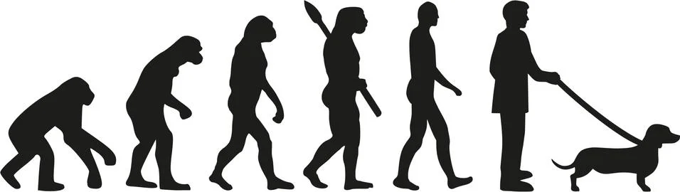 Dachshund evolution Stock Illustration