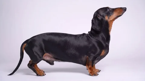 Dachshund executing commands sits on its hind legs. Video without people on a 스톡 동영상 115663347