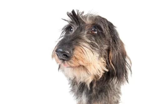 Dachshund face isolated Stock Photos