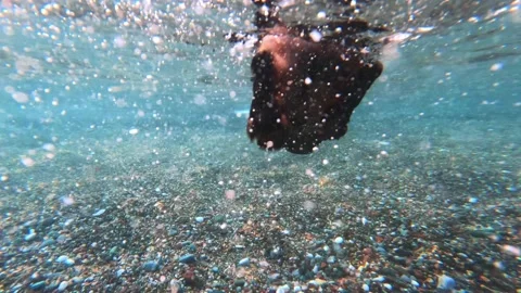 Dachshund flapping paws learns to swim in shallow sea water Stock Footage 220239976