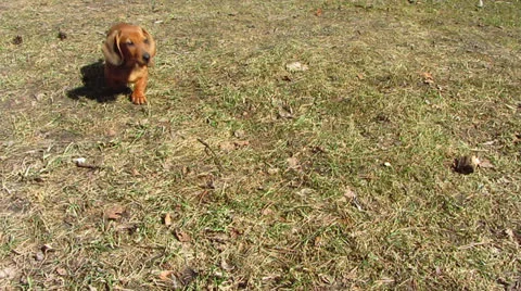 Dachshund Stock-Footage 22785139