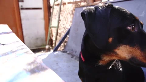 Dachshund Stock Footage 154426966