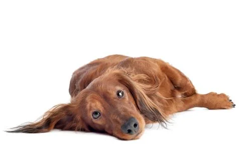 Dachshund in front of a white background Stock Photos