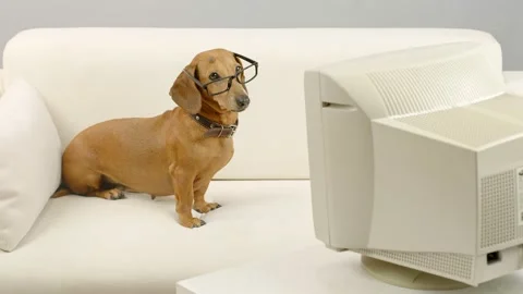 A dachshund with glasses sits on the couch and looks at the monitor. Stock Footage 166454166