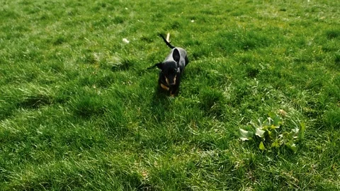 Dachshund going on a grass Video stock 74762103