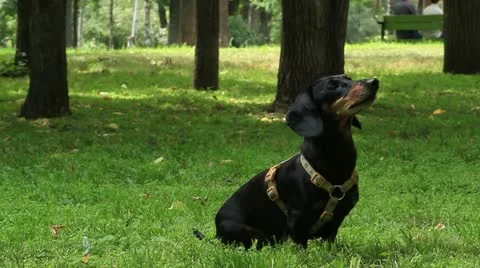 Dachshund on the grass Stock Footage 20587338