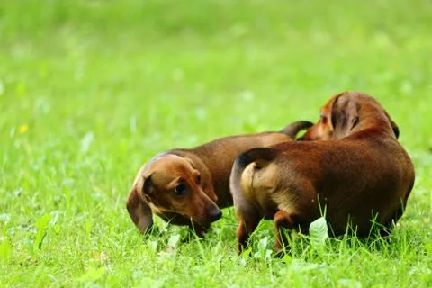 Dachshund on grass Stock Photos