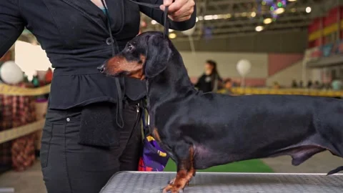 Dachshund, handler are preparing to perform at dog show, training Check reaction Stock Footage 295165572