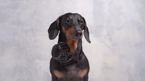 Dachshund with hard muzzle around his neck looks around on gray background Stock Footage 128037962