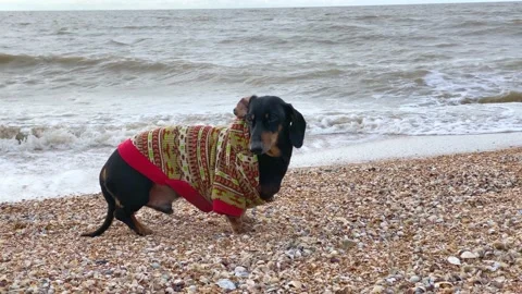 Dachshund has damaged paw while waking on beach during bad weather. Stock Footage 220815992