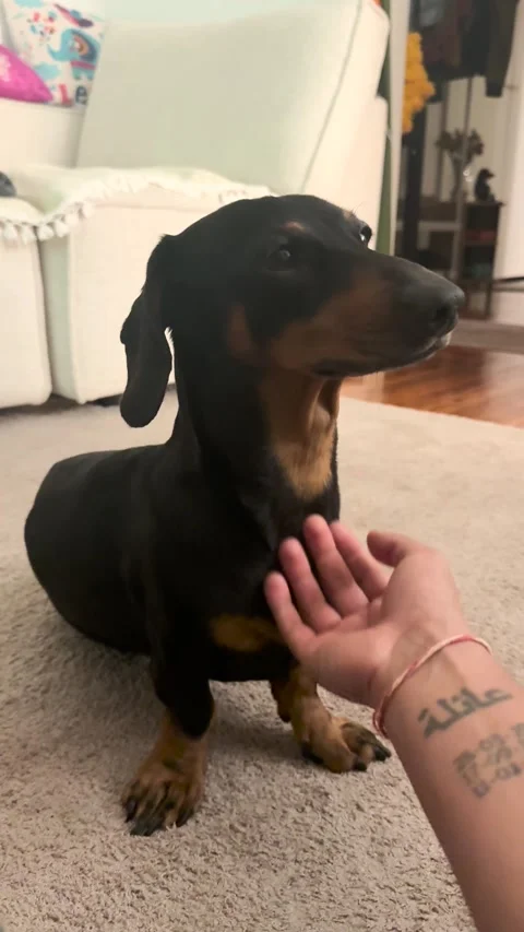 Dachshund Has the Most Gentle Please Continue Button, Sydney, New South Wales, A Stock Footage 321154580
