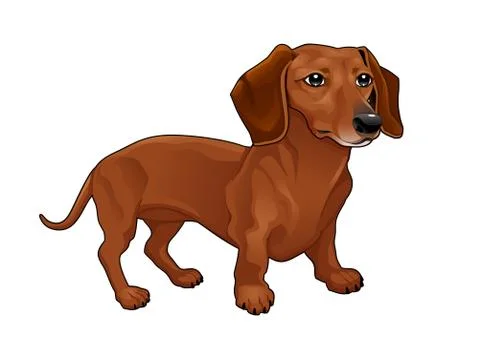 Dachshund. Stock Illustration