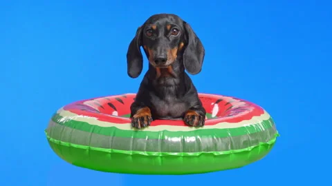 Dachshund in inflatable watermelon float Stock Footage 327143387