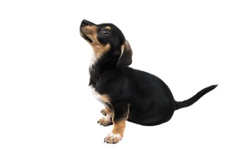 Dachshund isolated Stock Photos