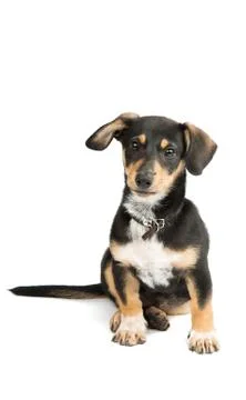 Dachshund isolated Stock Photos