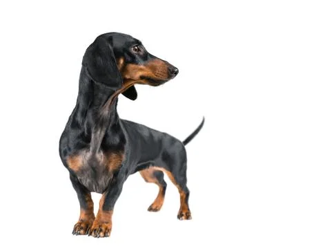 Dachshund isolated on a white background. Stock Photos