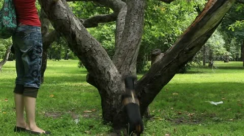 Dachshund jumps on the tree Stock Footage 20587243