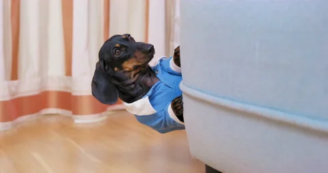 Dachshund leans out from behind sofa and looks around, low-angle view. Stock Footage 221958843