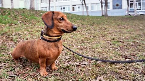 Dachshund on leash Stock Photos