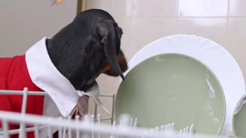 Dachshund licking dish inside open dishwasher Stock Footage 327304477