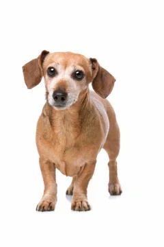 Dachshund looking at camera Stock Photos