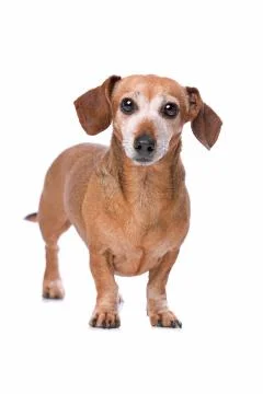 Dachshund looking at camera Stock Photos