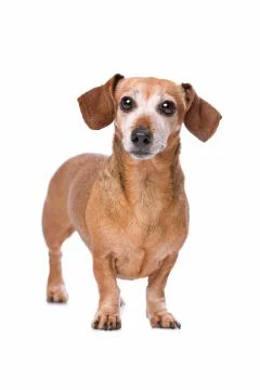 Dachshund looking at camera Stock Photos