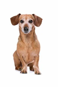 Dachshund looking at camera Stock Photos