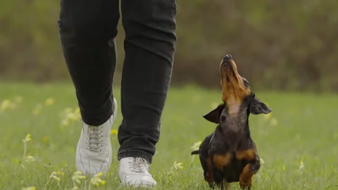 Dachshund looking at owner while walking together through spring field Vidéo 334888638