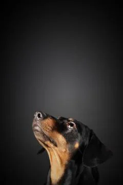 Dachshund looking up Foto stock