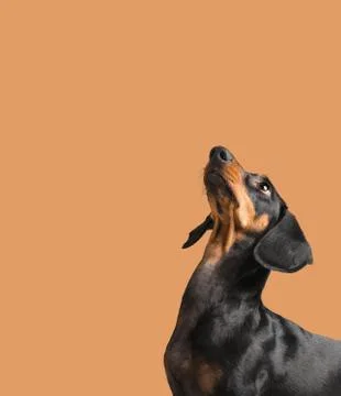 Dachshund looking up Stock Photos
