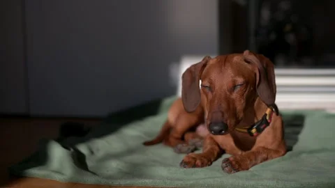 A dachshund lounges in a warm patch of sunlight indoors, eyes half-closed and Vídeos de archivo 284853546