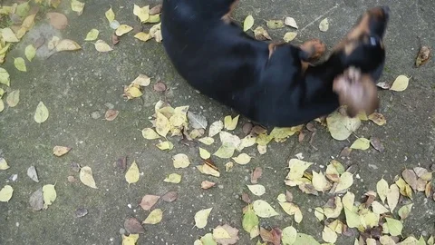 Dachshund lying on his back Stock Footage 71296271