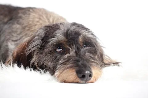 Dachshund lying Stock Photos