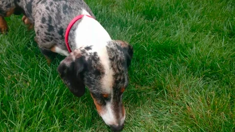 Dachshund merle sniffing something in the grass Stock Footage 132292661