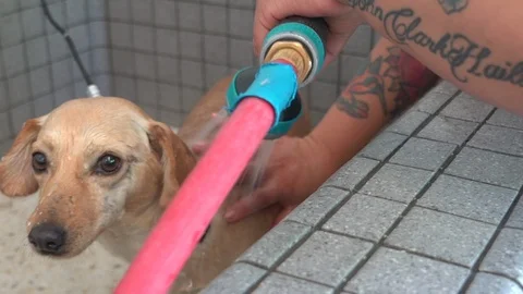 Dachshund mix gets bath Video stock 127265270