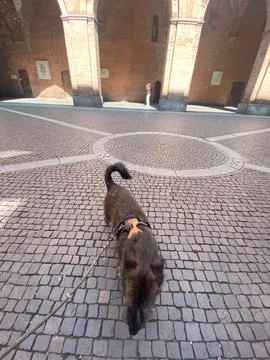 Dachshund mix on a leash exploring patterned cobblestone square beneath bri.. 스톡 사진