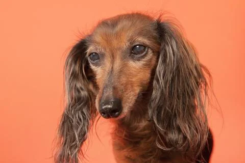 Dachshund on orange background Stock Photos