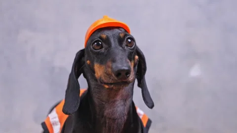 Dachshund in orange hat displaying curious expressions against gray background Stock Footage 314062272